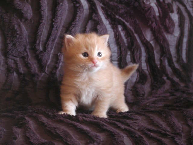 Sibirische Katzenbabies vom Ohlenberg - Sibirische Katze - Waldbreitbach
