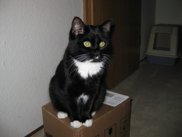 Suche Deckkater - Deckkater - Wurzen