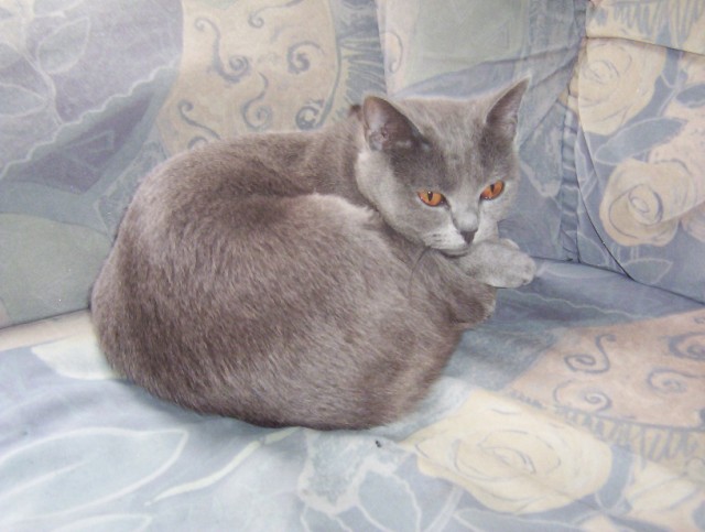 Suche Deckkater - Deckkater -  hassmersheim