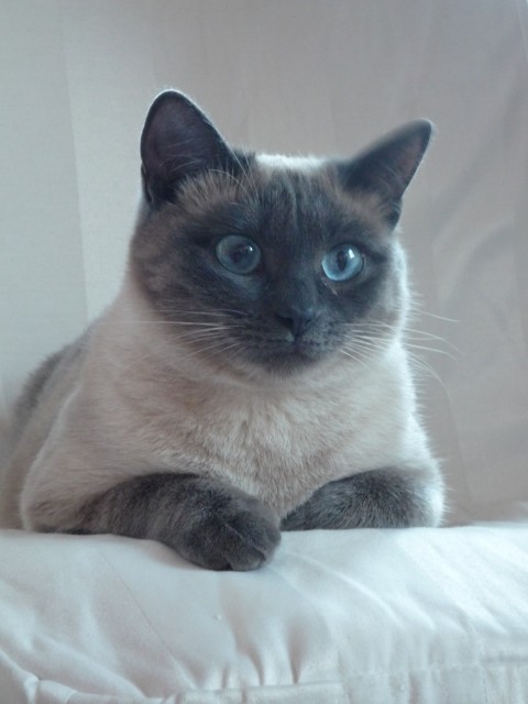 Thai Dame sucht - Thai Deckkater  - Thai - Duesseldorf