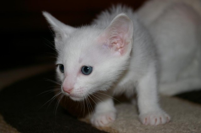 SIAM/ORIENTALISCHE KURZHAAR KATZEN - Siam - Grafenrheinfeld