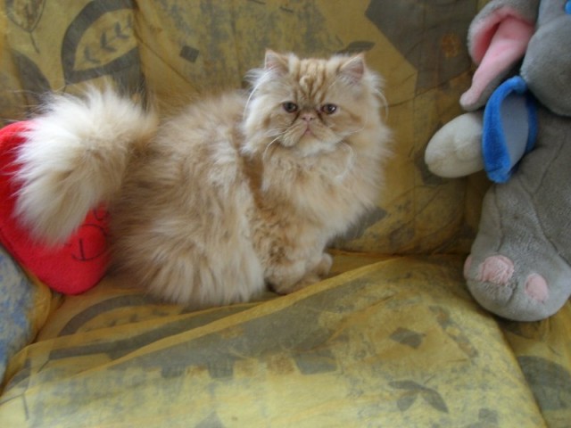 Perse Kater zu verkaufen - Exotic Shorthair - Geesthacht