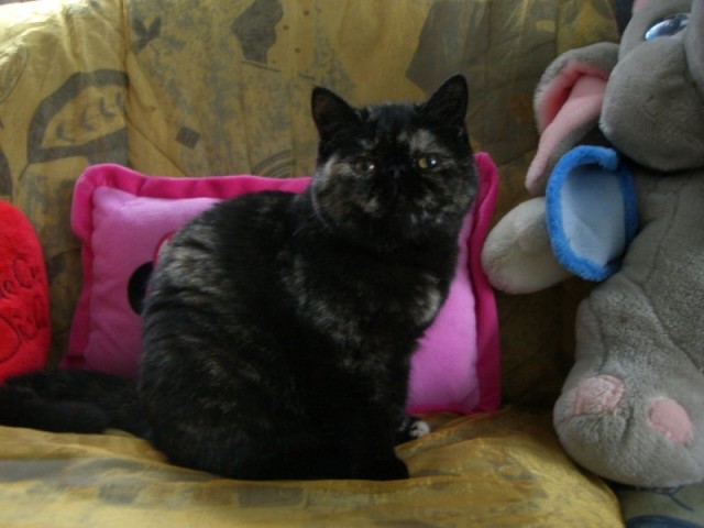 Exotic Shorthair Katze zu verkaufen - Exotic Shorthair - Geesthacht