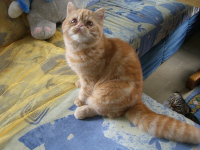 Exotic Shorthair Kater zu verkaufen - Exotic Shorthair - Geesthacht