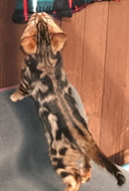 Nur 1 Bengal Katerchen aus Aura Rainbow - Bengal - Krupa, Tschechische republik