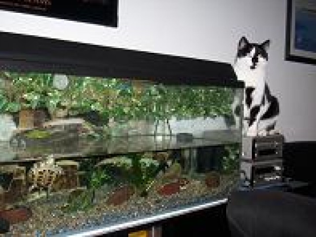 Suche Private Katzen Pflegestelle im Neuss/Düsseldorf - Katzensitter - Neuss