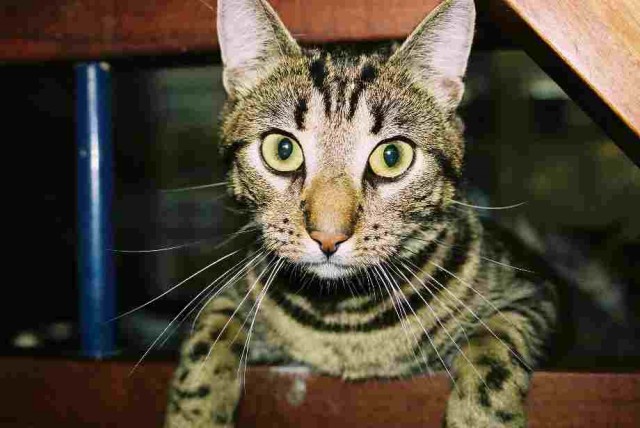 VATER und SOHN suchen ein liebevolles Zuhause! - Hauskatzen - Gronau