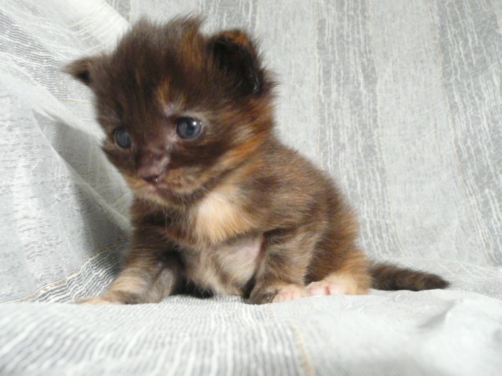 MAINE COON Kitten m. P. - Maine Coon - Altusried