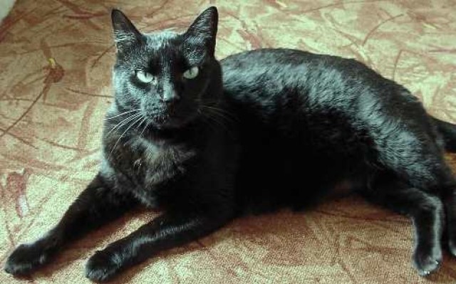 Liebe, ältere Katze Tsuki! - Hauskatzen - Oberhausen