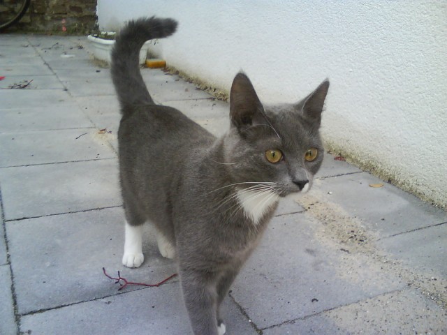 Deckkater Kleinanzeigen Deckkater Annoncen Deckkater
