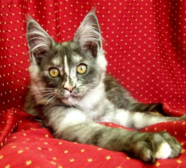 Maine Coon Kitten. - Maine Coon - Warendorf