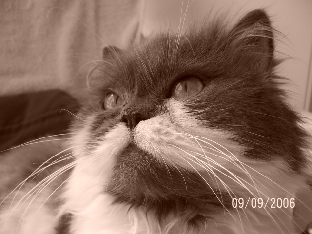 Professionelle, liebevolle Katzenbetreuung im gewohnten Umfeld! Langenfeld und U - Katzensitter - Solingen