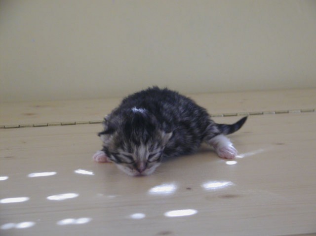 Sibirische Katzenbabies vom Ohlenberg (W-Wurf) - Sibirische Katze - Waldbreitbach