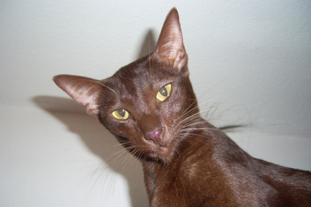 Wir erwarten Kitten * Okh / Siam * - Orientalische Kurzhaar - Oberndorf
