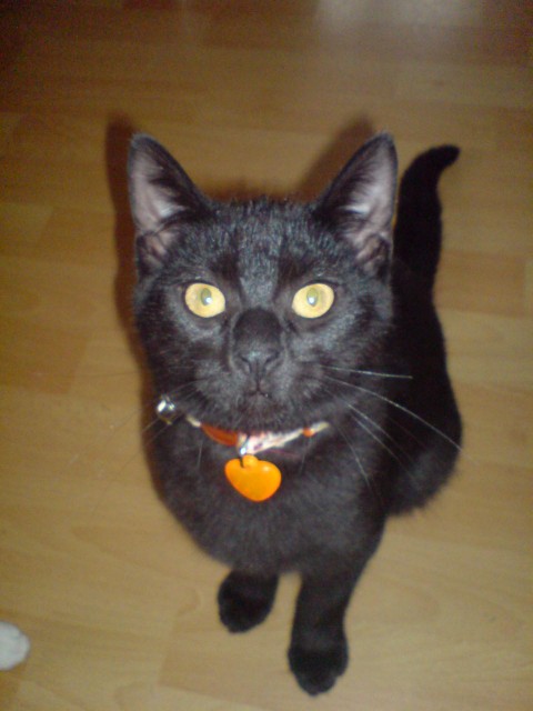 Schwarze Katze 7 Monate jung sucht DRINGEND !!!! - Mischling - Köln