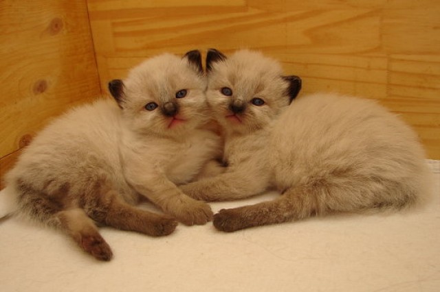 Zauberhafte Neva- Babys - Neva Masquarade - Rostock