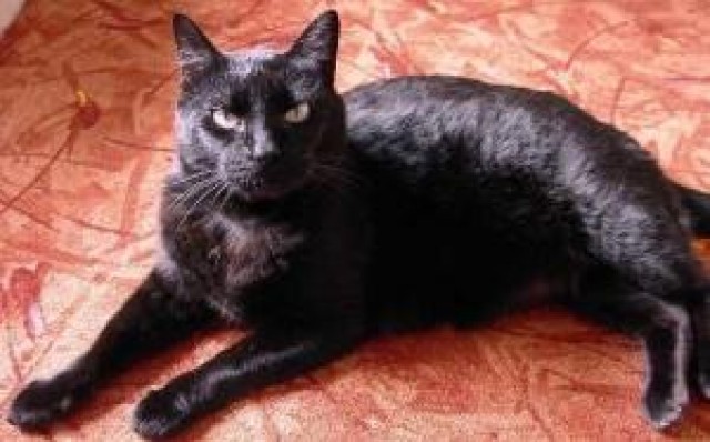 Notfall; Katze Tsuki verliert ihr Zuhause wegen Erkrankung der Besitzerin! - Hauskatzen - oberhausen