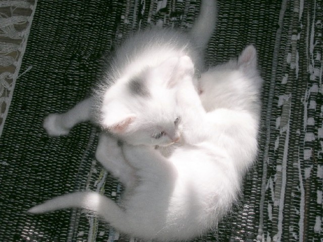Türkisch Angora Kitten - Angora - Bad Camberg