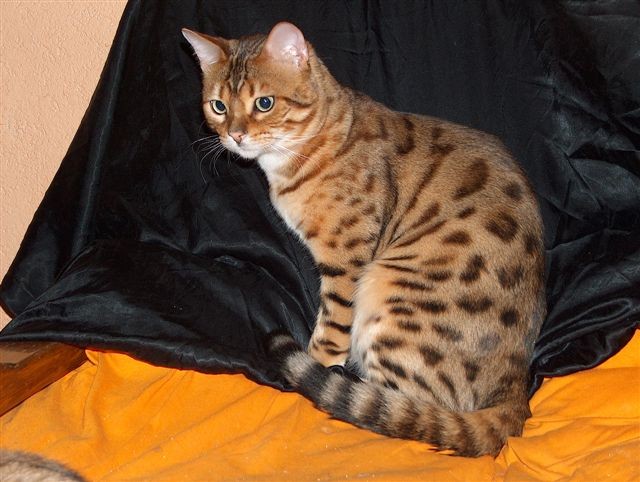 Bengal Kater Reinrassig - Bengal - Trier