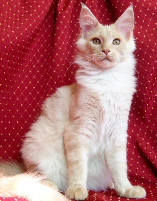 Maine Coon Kater Opal. - Maine Coon - warendorf