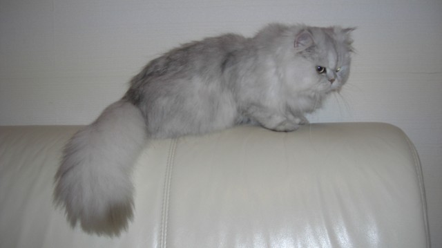 Deckkater hat noch Termine frei. Silver Shadded Perserkater mit Nase. - Deckkater - nürnberg