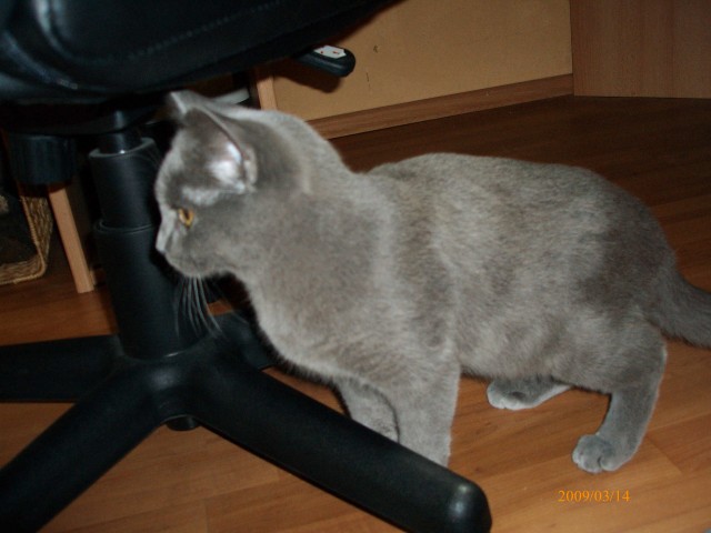 British Short Hair Deckkater - Deckkater - ibbenbüren