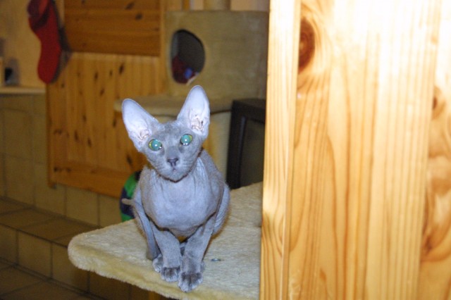 SUCHEN kleinen Peterbald  - Orientalische Kurzhaar - Hoya