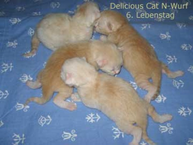 Sibirische Katzenkinder in red- und creme-silver-tabby  - Sibirische Katze - Freiburg