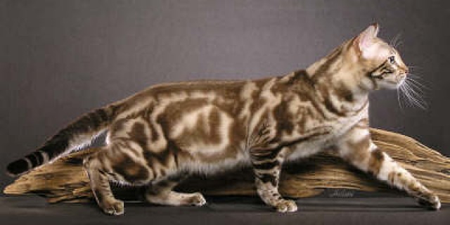 Bengalkater Deckkater  - Deckkater - CZ