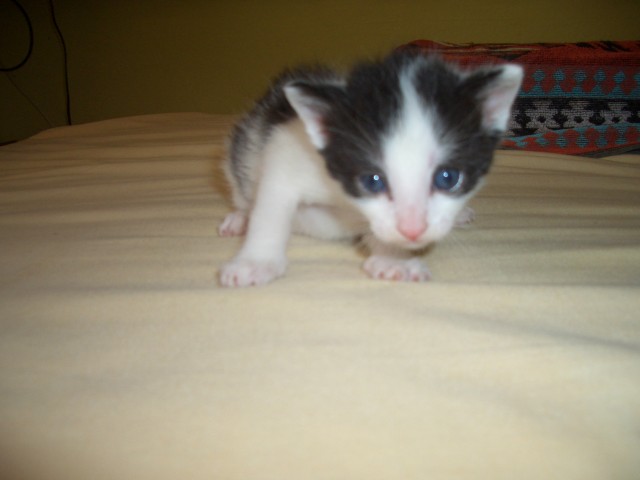 Süsses Katzenbaby sucht neues Zuhause bei lieben Eltern - Hauskatzen - Altes Lager/ Jüterbog / bei Luckenwalde / 60km s?