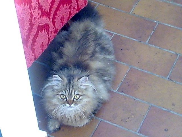 Suche Perserkater zum Decken meiner Perserkatze - Deckkater - Fürstenwalde/Spree