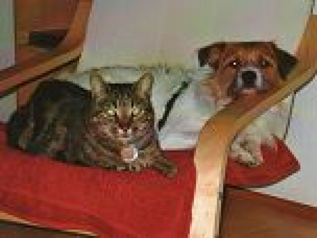 Katzensitterin in Frankfurt  - Katzensitter - Frankfurt am Main 