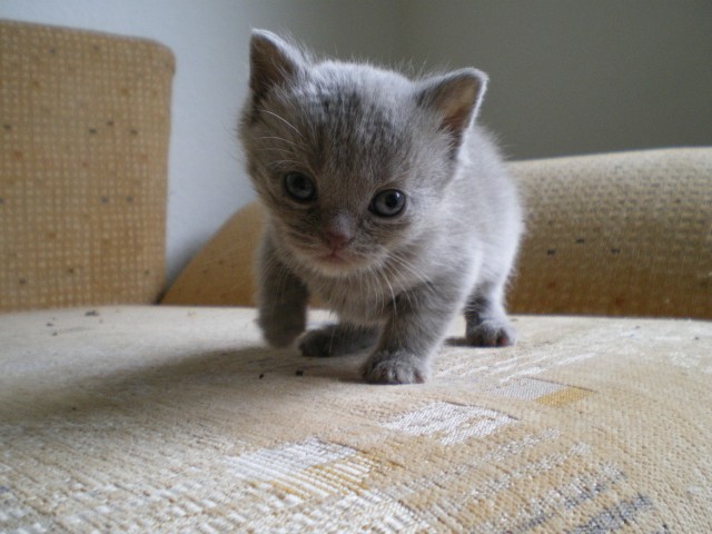 Bkh Babys in lilac - British Kurzhaar - Sarstedt