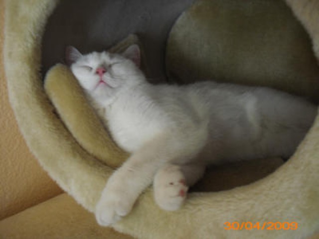 Bkh abzugeben - British Kurzhaar - berlin