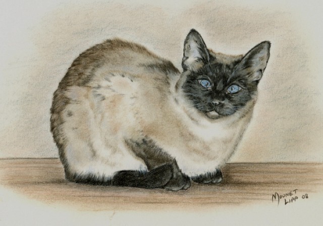 Tierportraits nach Foto - Portraits von Hunden u. Katzen - Katzen Zubehoer - Ort im Innkreis 