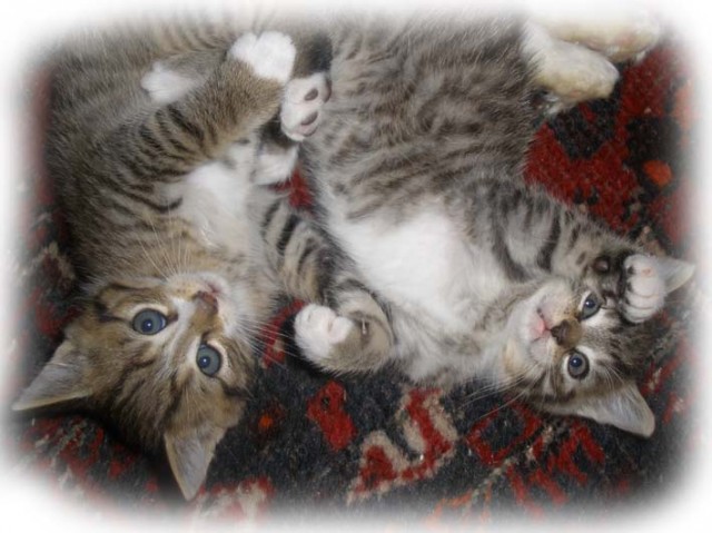 Verschmuste Angoramix-Babys - Angora - Ganzer