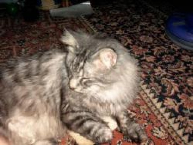 Tierbetreuung in Bonn  - Katzensitter - Bonn