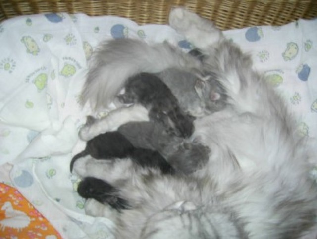 Perserbabys mit Näschen sind geboren  - Perser - Plauen