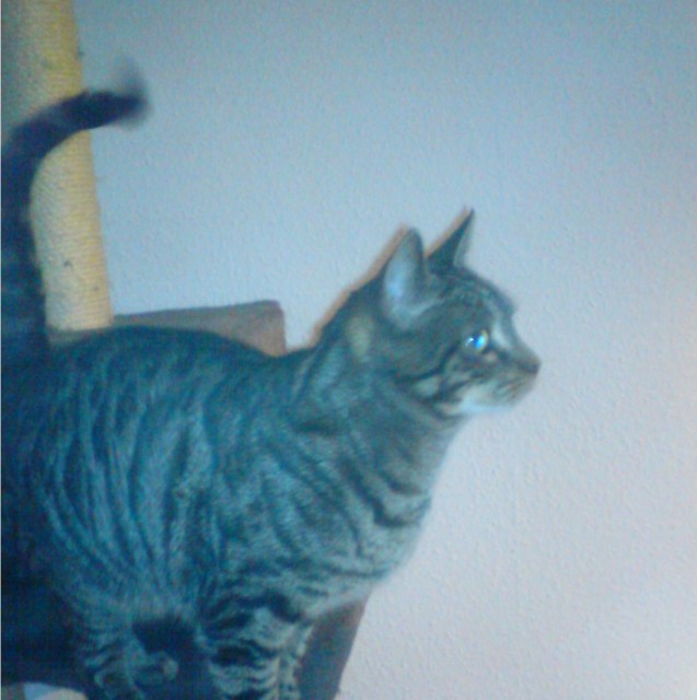 Dringend 2 Katerabzugeben!!! - Hauskatzen - Rostock