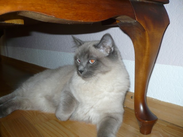 Ragdoll deckkater - Ragdoll - ginsterweg 24
