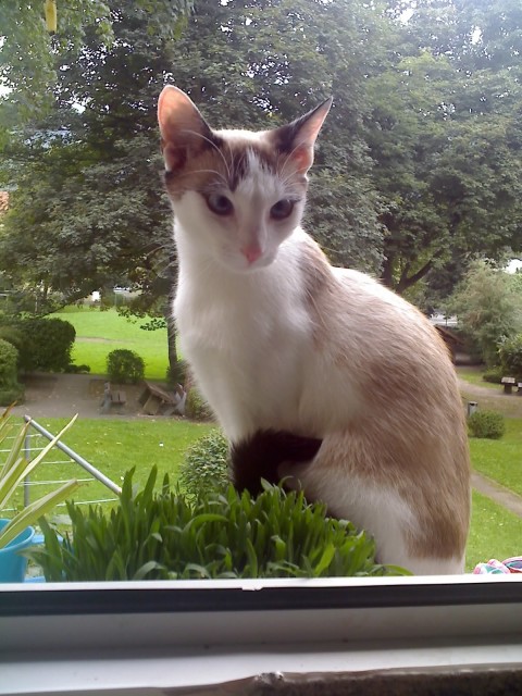 Suche Deckkater! - Deckkater - hagen