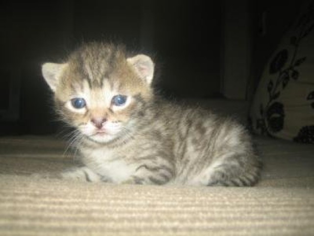 Verkaufe Ende Juni 4 Karthäuser-Mix 150 € VHB - Mischling - Niederkassel