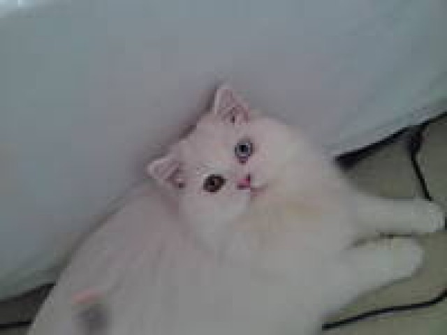 Schneeweisse-Angora - Angora - Berlin 