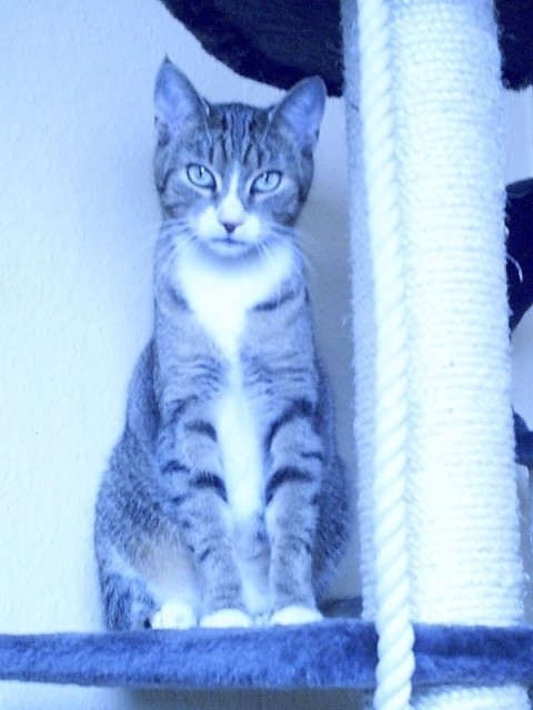 Suche Deckkater für meine mitze Woodstock - Deckkater - Recklinghausen