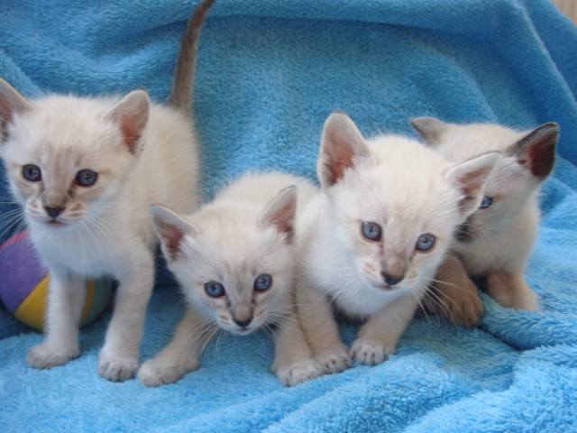 4 SUPER SÜßEN SIAM KATZEN BABYS abzugeben!!! - Siam - Osnabrück