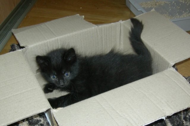 Kleine Kitten suchen ein neues, liebevolles Zuhause - Sibirische Katze - wa³brzych