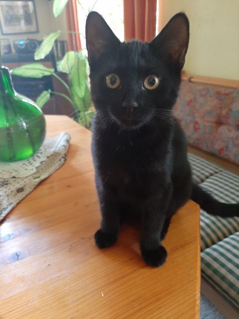 Hauskatzen - Hauskatzen - Eslarn