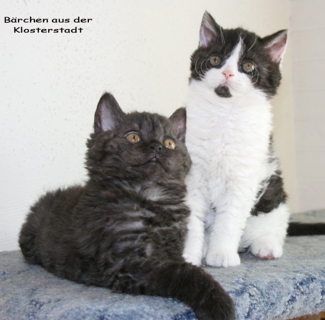 * Süßes Selkirk Rex Baby * - Selkirk Rex - Kamp - Lintfort