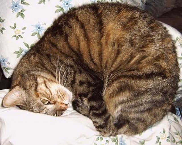 Katze zu verschenken - Hauskatzen - Berlin