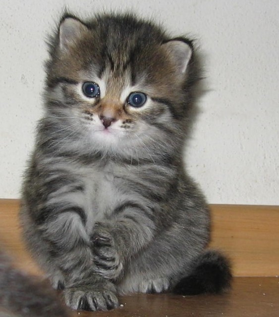 SIBIRISCHE KATZENBABYS - Sibirische Katze - Humpolec